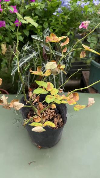 叶子干枯发黄怎么办,一招简单使用#植物 #叶子发黄 #室内绿植 #盆栽 #肥料