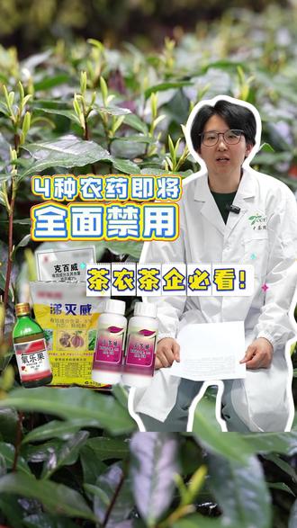 6月1日起这4种农药全面禁用! 茶农、茶企必看!