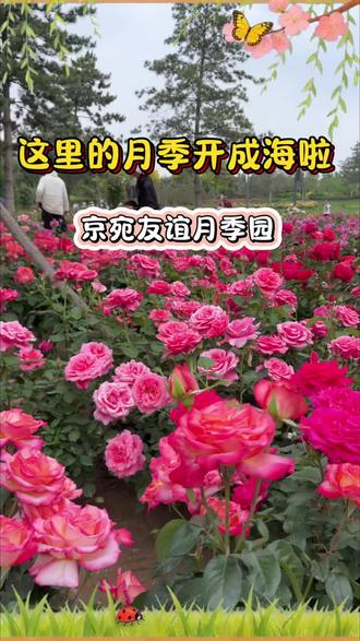 通州藏的太深啦!真的被这片月季海没哭啦 #北京城市绿心森林公园 #京宛友谊月季园 #北京赏花