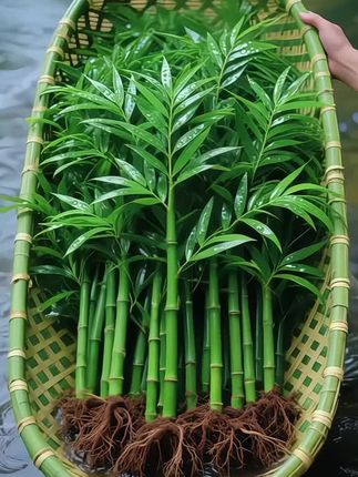 #办公室绿植#水培植物#桌面小盆栽 #四季常青#竹柏