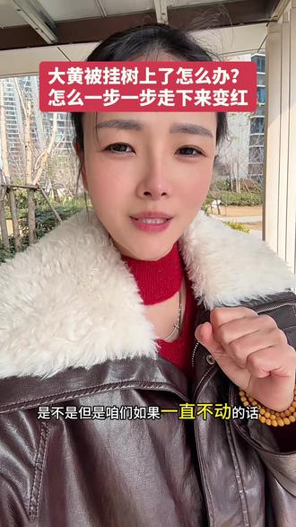 大黄被挂树上不要害怕,咱们一步一步来,相信我一定能让你从阳光玫瑰变成红红的草莓🍓#黄金#日常唠嗑