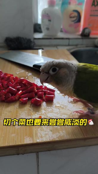#鹦鹉与食物 #照顾鹦鹉 #小太阳鹦鹉 #手养鸟 #可爱捏