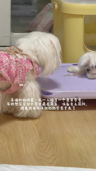 我妈说年糕白长这么大体格子,就是个面瓜。
我“我们那是脾气好!!”#抖in萌宠计划 #小狗狗能有什么坏心思 #多宠家庭 #狗是人类最忠诚的朋友 #小狗日记