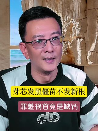 月季夏季僵苗不发新根、芽芯发黑,罪魁祸首竟是缺钙 #月季僵苗 #月季盲芽 #月季夏季施肥 #月季施肥 #月季夏季管理