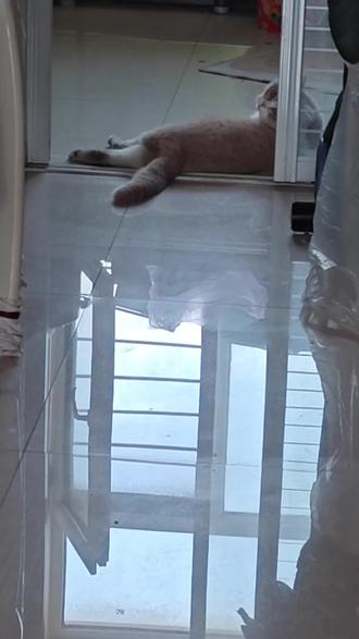 谁家小猫这么懒呀#记录猫咪日常 #这是我的小猪猫