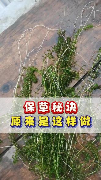 保草秘诀原来是这样做! #水产养殖 #三农 #小龙虾 #水产 #鱼虾蟹养殖