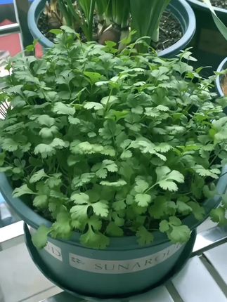 #大叶香菜#香菜种子#纯天然绿色蔬菜