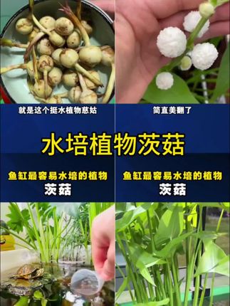 鱼缸、龟缸里鱼缸、龟缸里非常容易水培的植物,就是这个挺水植物茨姑! #养鱼我是认真的 #养鱼小知识 #分享养鱼经验 #茨菇