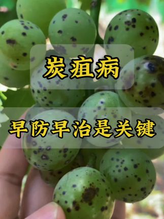 #三农 #优质农产品 #农产品 #炭疽病#农业种植 炭疽病,早防早治是关键!朋友们需要的放心带走吧!别让黑点毁了您的收成,有什么问题记得私聊咨询