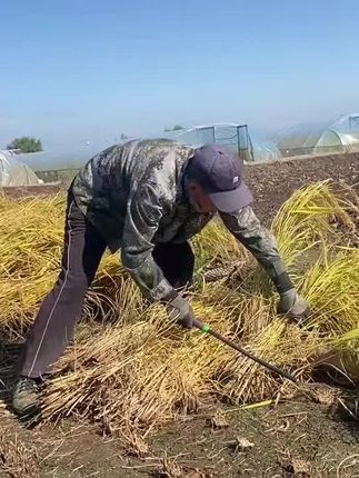 五常大米产地直发。包邮民乐乡核心产区种植发货。