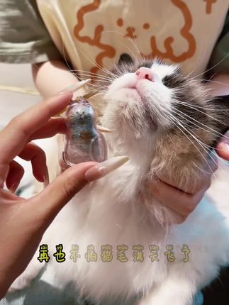 被逆子逼疯后,我花 6.9 元干了件超酷的事…#养猫人的精神状态 #宠物迷惑行为 #治愈时刻 #暖心礼物