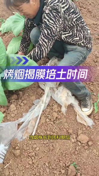 烤烟揭膜培土的时间#烤烟种植技术与管理
