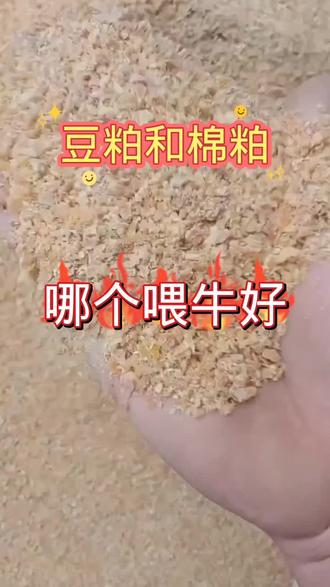 #正能量牛羊养殖技术与经验分享 #抖音三农热点 #养牛致富 #育肥牛 #养牛技术 豆粕和棉饼哪个喂牛好?