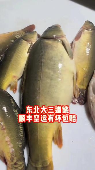 东北冷水三道鳞那是真香呀,吃一口满嘴留香,谁懂呀!#三道鳞 #冷水鱼 #冷水鱼三道鳞 #鱼