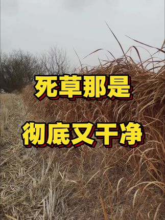 #三农种植 #除草 #三农 #杂草 #杂草克星