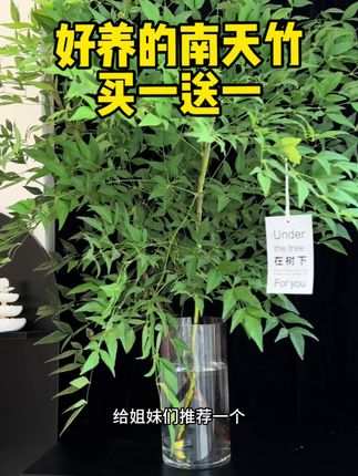 推荐一个非常好养的绿植-南天竹 买一送一,商家承诺15天养不活包赔,叶子可以平替九星叶#花店 #绿植 #室内绿植 #养花 #分享养花知识
