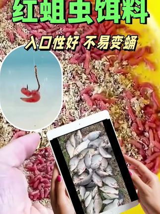 野钓党别错过这款精品红蛆虫饵料!鲜活红蛆虫带着天然浓腥,对鲤鲫、马口、石斑吸引力超强。溪流、野塘里扔下去,鱼儿闻着味就聚过来。活性足,挂钩方便,水下扭动的动态能刺激鱼儿猛咬钩。不管是新手还是老手,用它钓溪流小杂鱼或野河大鲤鲫,都容易上鱼,收获满满超开心。#红蛆虫钓饵 #野钓神器 #溪流钓鱼 #鲤鲫鱼饵料 #鲜活钓饵