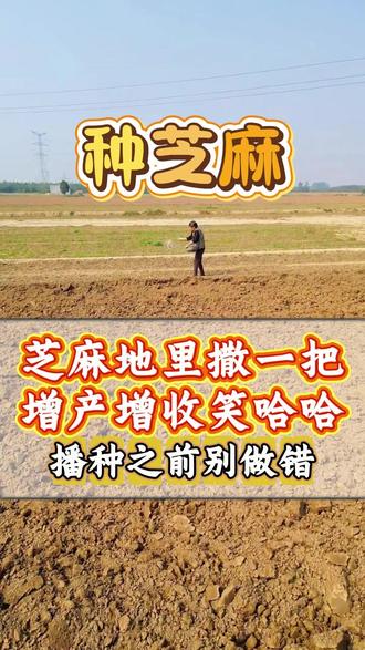芝麻地里撒一把,增产增收笑哈哈。芝麻底肥到底用啥呢? #芝麻种植 #种芝麻#芝麻高产 #芝麻种植技术 #芝麻种植高产技术 #芝麻种植管理#芝麻种植方法#底肥宝 #土壤活化剂