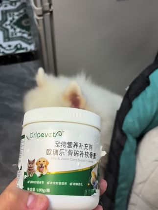 连八万:这黄毛咋啥都来抢,这我的药啊#连八万#金毛与萨摩耶#狗狗软骨素