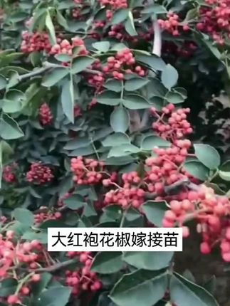 大红袍九叶青花椒苗,基地直发带土发货南北方四季种植 #大红袍花椒苗#九叶青花椒苗#花椒苗@DOU+小助手
