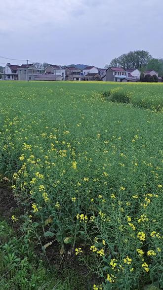 正月女人二月猫,三月桃花漫天飘。