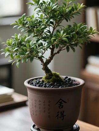 小叶赤楠来咯,看一眼就会爱上的那种! 它的叶片小巧精致,四季常绿,枝干虬曲有韵味,摆在室内自带清雅气质,不管是做成盆景还是单纯作为绿植观赏,都很有格调。 新手也能轻松驾驭,日常放在散光处,保持土壤微湿就好,省心又好养~ #小叶赤楠 #赤楠盆景 #室内绿植 #养花小知识 #花卉绿植