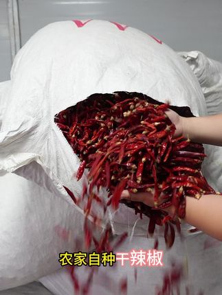 山地自种辣椒自然晾晒!产地直销价优,风干锁香,厨房调味刚需!#辣椒 #干辣椒 #红辣椒 #干红辣椒 #柘城辣椒