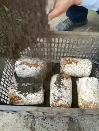 鸡枞菌种植成功#鸡枞菌 #在家种蘑菇 #捡菌子 #捡不完根本捡不完