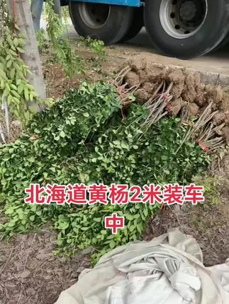 北海道黄杨基地直发一手货源,规格齐全#诚信苗木人 #别墅庭院植物 #苗木种植基地 #园林绿化苗木 #园林绿化工程