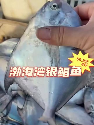 渤海湾特产海鲜银鲳鱼,也叫平鱼,鱼肉嫩滑肥美,可以香煎油炸清蒸,怎么做都好吃!一单4斤 #海鲜美食 #家庭美食家常菜 #银鲳鱼 #家庭美食