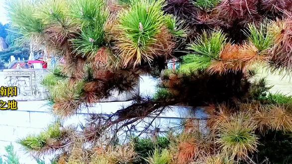 臣本布衣躬耕于南阳,从《出师表》里这句话,我们就知道,诸葛亮是在南阳躬耕。可这南阳躬耕之地,到底是襄阳的古隆中,还是如今的南阳呢?襄阳网友不是老爱提国家认定嘛,今儿咱就来好好瞧瞧国家究竟是咋认定的!
要知道,经国务院批复认定的历史文化名城,那可有142座之多!这些城市啊,那可都是大有来头。有的曾是王朝都城,历经无数岁月的风霜洗礼,见证了朝代的更迭兴衰;有的曾是当时响当当的政治、经济重镇,声名远扬,四海皆知;还有的曾是重大历史事件的发生地,让人站在这片土地上,就能抚今追昔,感慨万千。
先来说说对南阳市的认定:南阳市,南阳有3 0 0 0年的建城史,为楚汉文化的发源地。曾孕育出科圣张衡、医圣张仲景、商圣”范蠡、智圣诸葛亮、谋圣姜子牙、名相百里溪等历史名人。三国时期,南阳郡是诸葛亮躬耕之地、刘备“三顾茅庐”发源地。
再看看对襄阳的认定:襄阳市,襄阳,楚文化、汉文化、三国文化的主要发源地,已有2800多年建制历史,历代为经济军事要地。素有“华夏第一城池”、“铁打的襄阳”、“兵家必争之地”之称。襄阳名胜古迹旅游以三国文化为主要特色,有隆中风景名胜区、襄阳城等著名景点。
从以上国家的认定内容来看,诸葛亮的躬耕之地,到底在南阳还是在襄阳呢?相信各位心里都跟明镜儿似的,这儿已经说得再清楚不过了,大家不妨在评论区说说自己的看法呀! 南阳一个值得三顾的地方#臣本布衣躬耕于南阳 #南阳一个值得三顾的地方#南阳卧龙岗#旅游推荐官#南阳