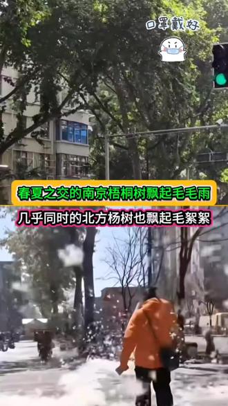 春夏之交,南京最美梧桐树结的毛球也到了绽放之时,随风飘落黄色的毛毛,给人们带来不小麻烦。北方的杨树飘絮似乎比梧桐更猛烈!专家们呢,能抓紧研究出如何控制飘絮的办法吗?
