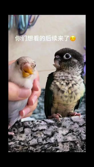 王小强和王大强的后续来啦😁#抖加dou+上热门 #小太阳鹦鹉#牡丹鹦鹉#鹦鹉 #手养鹦鹉