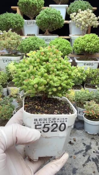 想养蜜橘糖球?这几点新手必看!
