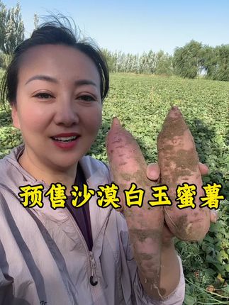 去年的口碑非常好,还是那个沙窝窝地,还是那个口感,马上就可以挖了#我的乡村生活 #沙漠白玉蜜薯