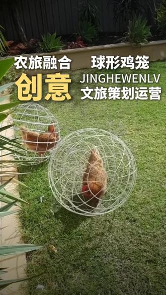 球形滚笼鸡舍:鸡散步笼子跟着转,粪便零外泄、草地得施肥,孩子追看乐不停,一举三得赚足眼球#景合文旅#农庄策划#景区建设#规划设计#乡村振兴