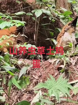 #高山散养绿壳虫草土鸡蛋#日常分享 #大人小孩都爰吃 #营养健康美味