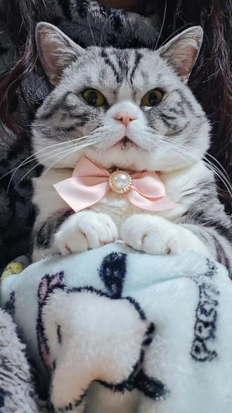 有人说我脾气不好#谁家猫会这个造型 #晒出你家的小鼻嘎猫咪 #抖音玩法合伙人计划 #谁家小猫长的这么别致