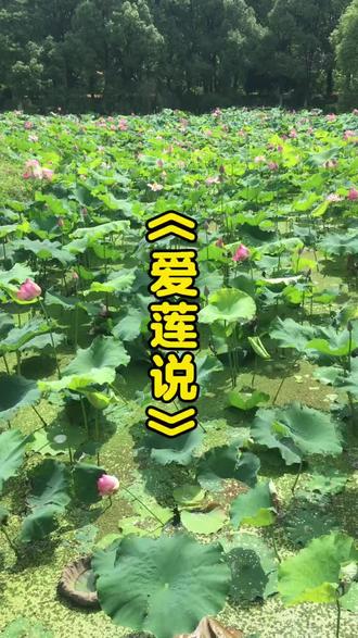 关于荷花,你还知道哪些诗句呢?#荷花