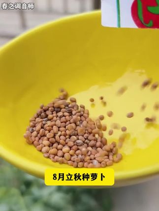 水果凤梨萝卜 吃一口甜脆多汁 阳台小院都可以种植 #三农 #种子 #水果凤梨萝卜 1