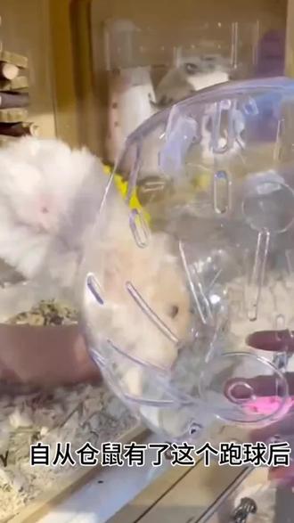 有了这个仓鼠跑球之后#仓鼠 #萌宠好物 #仓鼠🐹 #仓鼠跑球 #金丝熊