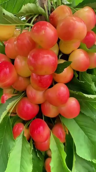尝鲜啦!脆甜黄蜜樱桃别错过 #樱桃 #黄樱桃