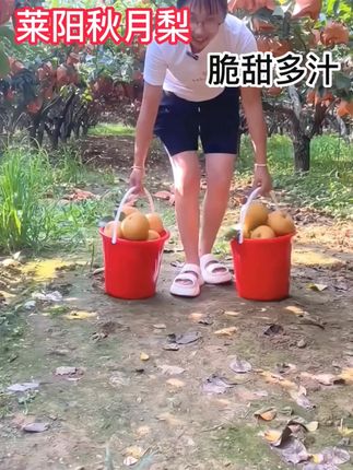 正宗秋月梨,个大皮薄,脆甜多汁#秋月梨 #脆甜多汁 #新鲜应季水果 #优质农产品 #三农!!!
