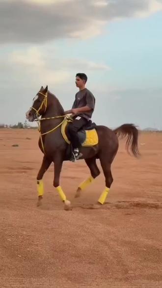 刷到就是好运!8种顶级名马。#爱马 #爱马精神 #马术 #马年说马