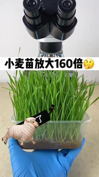 #健康 #养生 #小麦 #种子 #大麦 ,小麦种子种在托盘中,可以重复生长。榨汁当饮料喝@抖音小助手