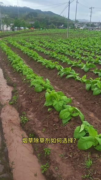 烟草除草剂,怎么选?看完你就知道了。