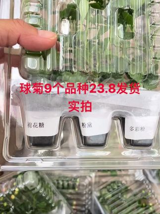 球菊小苗9个23.8