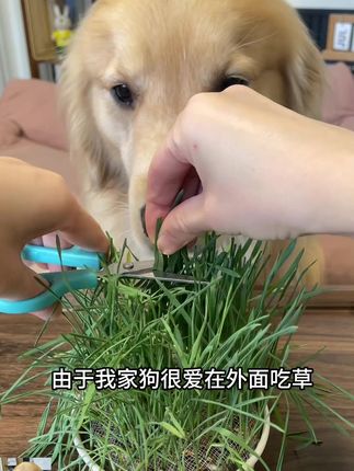 贪吃马狗草犬用麦草狗狗专用草狗零食狗狗用品懒人无土狗草 #犬用麦草 #萌宠好物 #宠物草 #养狗经验分享 #狗狗用品