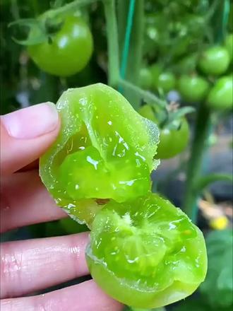 青甜2号小番茄,美味超乎想象 今天我要和大家分享一款我最近超级爱的种子—青甜2号番茄种子!你知道吗,这款种子不仅可以种植出美味的小番茄,还可以让你的生活更加绿色健康哦!看起来小小的、圆圆的,漂亮又充满了生命力~#一年一度宝藏小店 #一人一件宝藏好物 #绿番茄种子