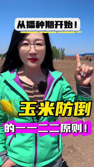 玉米防止倒伏的一一二二原则 #我要上热门🔥 #农民#农村#农业#三农